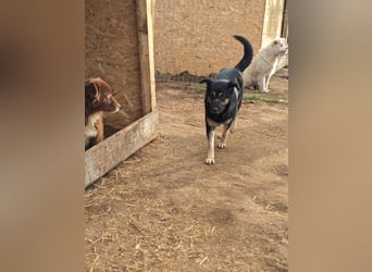 Savannah, Hündin, *ca. 10.01.2021, SH ca. mittelgroß, Mädel, liebevoll, schlau, gerne im Freien, ent