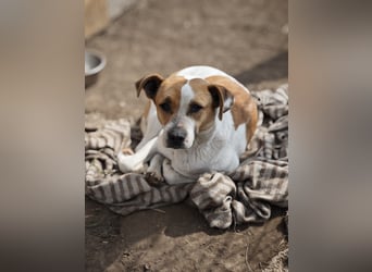 Nara, Hündin, *ca. Dezember 2019, ca. 50 cm, freundlich, ruhig, sozial, verschmust