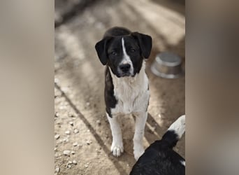 Hedda, Hündin, *ca. 02.10.2025, ca. kniehoch werdend, menschenbezogen, lieb, temperamentvoll, aufges