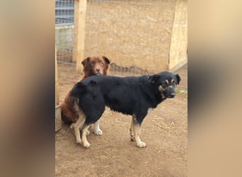 Savannah, Hündin, *ca. 10.01.2021, SH ca. mittelgroß, Mädel, liebevoll, schlau, gerne im Freien, ent