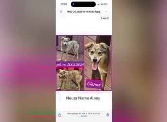Alany(Gianna), Hündin, *ca. 11.2.24, SH ca. 45 cm, ca. 17kg, sehr unsicher, menschenbezogen, lieb.