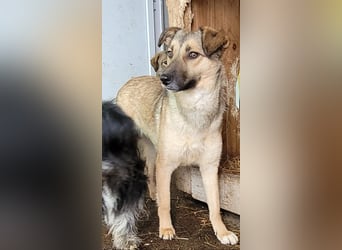 Becky, Hündin, *ca. 20.10.2022, ca. knapp unters Knie, zart, schüchtern, neugierig, sozial