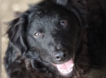 Pucki, Rüde, *ca. 27.09.2025, vermutlich kniehoch werdend, Wirbelwind, neugierig, verschmust, fröhli