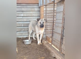 Vicky, Hündin, * 01.08.2025, vermutlich kniehoch werdend, schüchtern, sanft, neugierig, verspielt, s