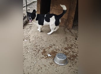 Hedi, Hündin, *ca. 02.10.2025, ca. kniehoch werdend, menschenbezogen, aufgeschlossen, fröhlich