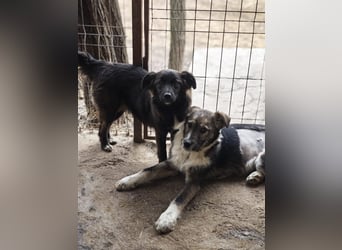 Clarissa, Hündin, *ca. 28.09.2025, ca. kniehoch werdend, freundlich, liebt Streicheleinheiten, versp