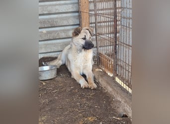 Vicky, Hündin, * 01.08.2025, vermutlich kniehoch werdend, schüchtern, sanft, neugierig, verspielt, s