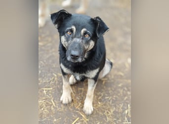 Savannah, Hündin, *ca. 10.01.2021, SH ca. mittelgroß, Mädel, liebevoll, schlau, gerne im Freien, ent