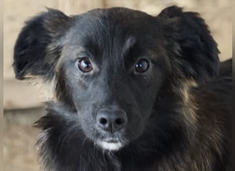 Clarissa, Hündin, *ca. 28.09.2025, ca. kniehoch werdend, freundlich, liebt Streicheleinheiten, versp