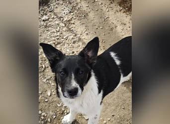 Hedi, Hündin, *ca. 02.10.2025, ca. kniehoch werdend, menschenbezogen, aufgeschlossen, fröhlich