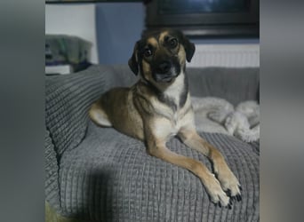 Penny, Hündin, *ca. 10.01.2020, ca. kniehoch bis knapp über Knie, lebensfroh, liebevoll, kuschelt ge