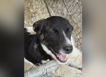 Hedi, Hündin, *ca. 02.10.2025, ca. kniehoch werdend, menschenbezogen, aufgeschlossen, fröhlich