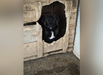 Clarissa, Hündin, *ca. 28.09.2025, ca. kniehoch werdend, freundlich, liebt Streicheleinheiten, versp