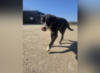 Wolfi, Rüde, *ca. 10.11.2023, ca. kniehoch, menschenbezogen, sozial, freundlich