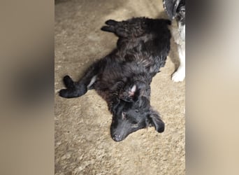 Pucki, Rüde, *ca. 27.09.2025, vermutlich kniehoch werdend, Wirbelwind, neugierig, verschmust, fröhli