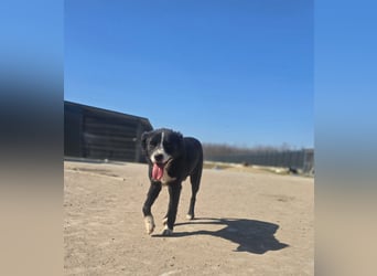 Wolfi, Rüde, *ca. 10.11.2023, ca. kniehoch, menschenbezogen, sozial, freundlich