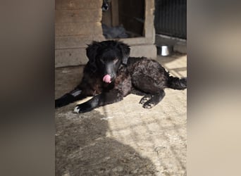 Pucki, Rüde, *ca. 27.09.2025, vermutlich kniehoch werdend, Wirbelwind, neugierig, verschmust, fröhli