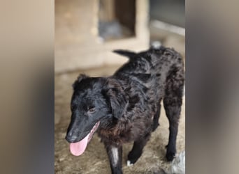 Pucki, Rüde, *ca. 27.09.2025, vermutlich kniehoch werdend, Wirbelwind, neugierig, verschmust, fröhli