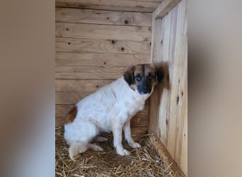 Claire, Hündin, *ca. 10.09.2023, klein bis kniehoch, neugierig, sanft, unsicher