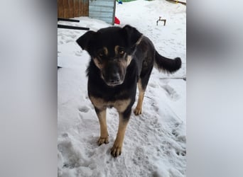 Savannah, Hündin, *ca. 10.01.2021, SH ca. mittelgroß, Mädel, liebevoll, schlau, gerne im Freien, ent