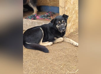 Savannah, Hündin, *ca. 10.01.2021, SH ca. mittelgroß, Mädel, liebevoll, schlau, gerne im Freien, ent