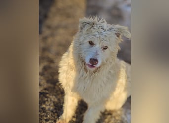 Jupp, Rüde, *ca. 10.04.2024, ca. kniehoch, vorsichtig, freundlich, lustig, verspielt, verschmust