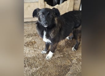 Clarissa, Hündin, *ca. 28.09.2025, ca. kniehoch werdend, freundlich, liebt Streicheleinheiten, versp