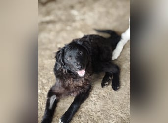 Pucki, Rüde, *ca. 27.09.2025, vermutlich kniehoch werdend, Wirbelwind, neugierig, verschmust, fröhli