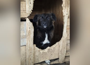 Clarissa, Hündin, *ca. 28.09.2025, ca. kniehoch werdend, freundlich, liebt Streicheleinheiten, versp