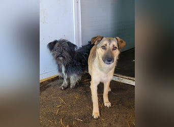 Becky, Hündin, *ca. 20.10.2022, ca. knapp unters Knie, zart, schüchtern, neugierig, sozial