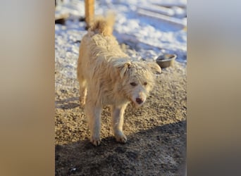 Jupp, Rüde, *ca. 10.04.2024, ca. kniehoch, vorsichtig, freundlich, lustig, verspielt, verschmust