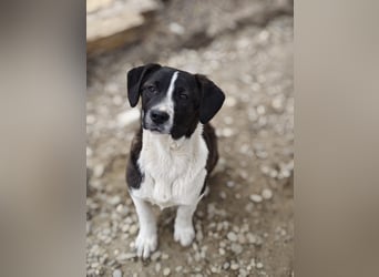 Hedda, Hündin, *ca. 02.10.2025, ca. kniehoch werdend, menschenbezogen, lieb, temperamentvoll, aufges