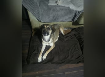 Penny, Hündin, *ca. 10.01.2020, ca. kniehoch bis knapp über Knie, lebensfroh, liebevoll, kuschelt ge