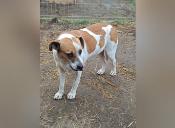 Nara, Hündin, *ca. Dezember 2019, ca. 50 cm, freundlich, ruhig, sozial, verschmust