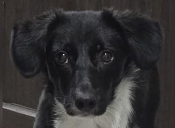 Silja, Hündin,*ca. 08.02.2025, ca. kniehoch, unsicher, aber möchte gerne vertrauen, sucht Körperkont