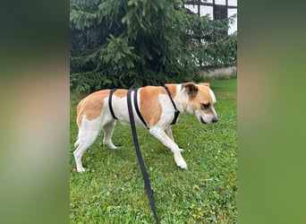 Nara, Hündin, kastriert, *ca.9.12.2019, ca. 50 cm, ca. 21 kg, freundlich, ruhig, sozial, verschmust