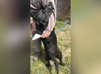 Szeplö von kettenlos