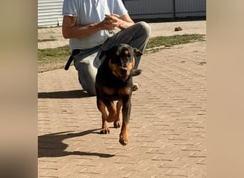 Lotti von kettenlos