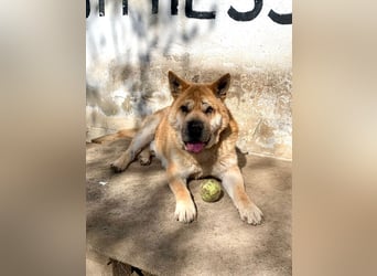 Cocó von kettenlos