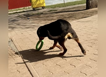 Lotti von kettenlos