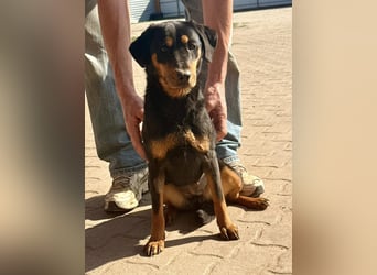 Lotti von kettenlos
