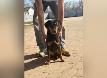 Lotti von kettenlos