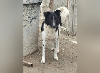 Nalani von kettenlos