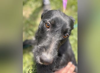 Szeplö von kettenlos