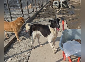 Nalani von kettenlos