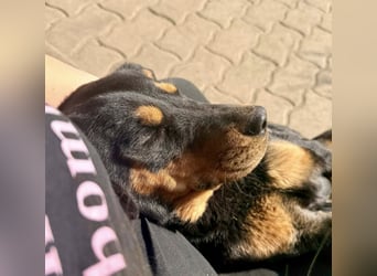 Lotti von kettenlos