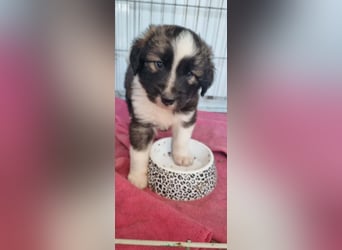 Ilay von kettenlos