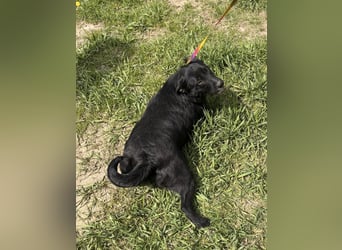 Szeplö von kettenlos