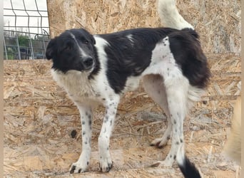 Nalani von kettenlos