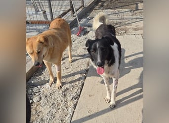 Nalani von kettenlos